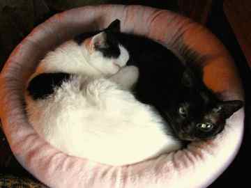2 cats huddle together in a cat bed